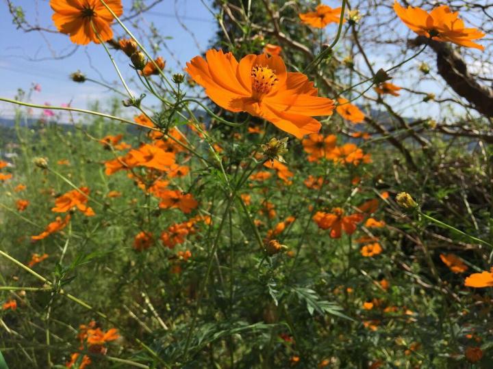 Orange cosmos flowers blooming in a field